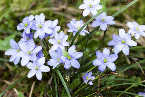 spring flowers , forest 9495984 Stock Photo at Vecteezy