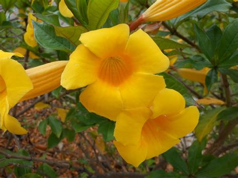 Yellow trumpet Flower by willow1894 on DeviantArt