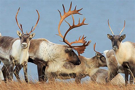 Alaska biologists research mystery of declining caribou herd | HeraldNet.com