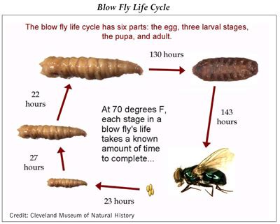 Wound Care: What About Larval Therapy? – Jeffrey M. Levine MD ...