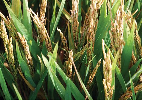 Bacterial Panicle Blight An Emerging Rice Disease