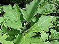 Category:Solanum melongena leaves - Wikimedia Commons