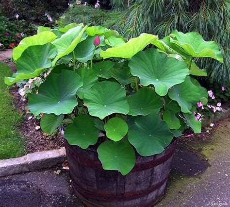 Nelumbo Nucifera 5 Seeds, Fun Aquatic Pond, Pink Lotus | The Plant Attraction