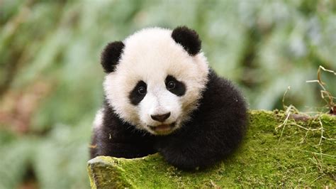 Wolong National Nature Reserve extracts DNA from panda droppings - CGTN