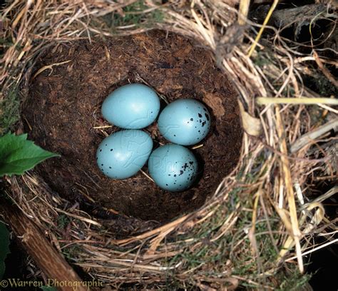 Song Thrush nest photo WP05571