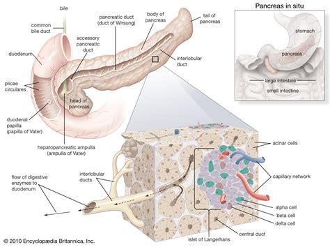 Islets of Langerhans | Definition, Function, Location, & Facts | Britannica