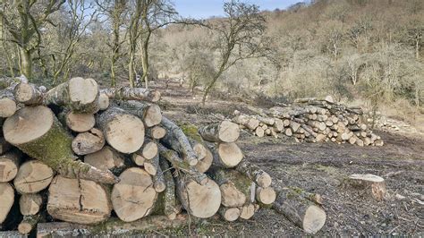 Best trees for firewood: for steady, safe and satisfying campfires | Advnture