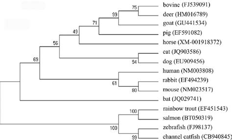 Phylogenetic tree showing the relationship of the cat APRIL amino acid... | Download Scientific ...