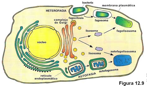 Génesis Pinto. Biología Molecular y Celular: Célula Eucariota ...