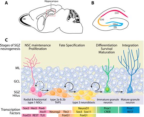 Figure 1 from Orchestrating transcriptional control of adult ...