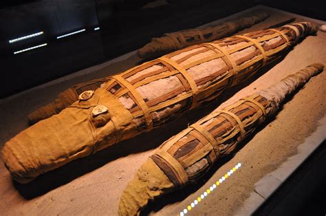 crocodile mummies | Egypt culture, Ancient egypt culture, Facts about ancient egypt