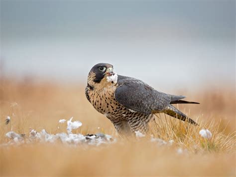 What Do Peregrine Falcons Eat? (Full Diet Guide) | Birdfact