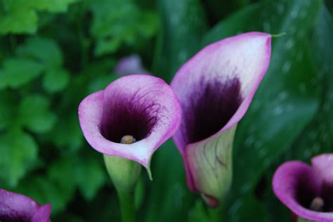 Purple Calla Lily [3872 x 2592] [OC] : r/BotanicalPorn