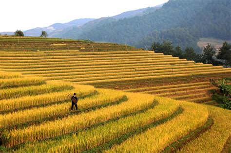 Agritech to drive sustainable farming practices in Vietnam using IoT?