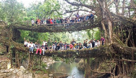 Stunning ‘Living Root Bridges’ of India are Grown, not Built!