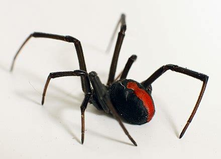 Redback spider - Wikipedia