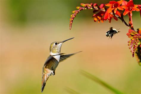 Costa Rica: A Paradise for Hummingbirds | The Costa Rica News