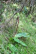 Category:Eucomis bicolor - Wikimedia Commons