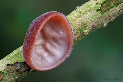 Jelly Ear Fungus | Fungi, Stuffed mushrooms, Nature photographs