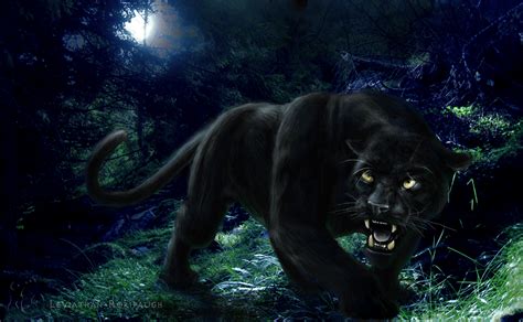 Black Puma Wallpapers - Wallpaper Cave