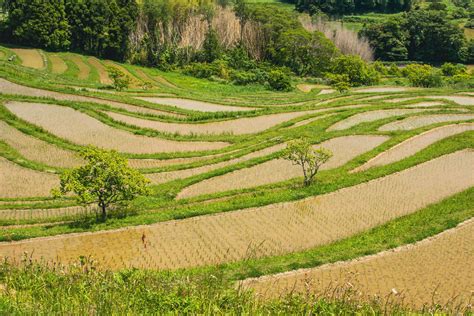 Rice terrace field | Oyama Senmaida: rice terraces in Chiba,… | Prashant Anand | Flickr