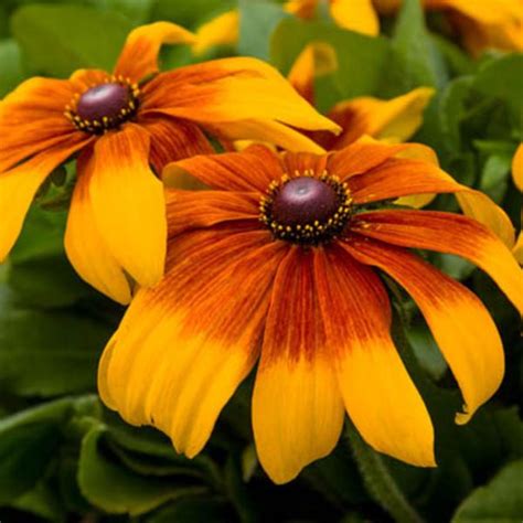 Rudbeckia | Flowers - Perennials | Scheeringa Farm