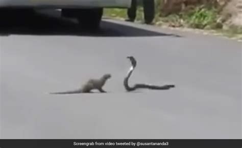 Mongoose Fighting A Snake