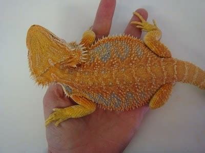 Bearded dragon colour morphs. | Animalia Enthusiasts