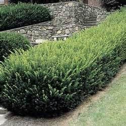 Japanese Yew Hedge - Bing Images | Japanese yews, Japanese yew hedge ...