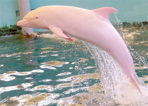 Pink River Dolphin - All India Vote