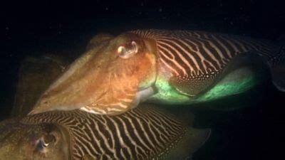 Cuttlefish | Description, Anatomy, & Facts | Britannica