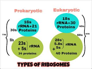 Learning Biotechnology: TYPES OF RIBOSOMES