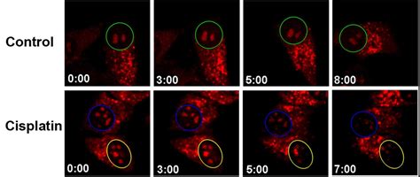 中科院理化技术研究所科研成果 |新型RNA染料-CP——高选择性、低毒性-百灵威