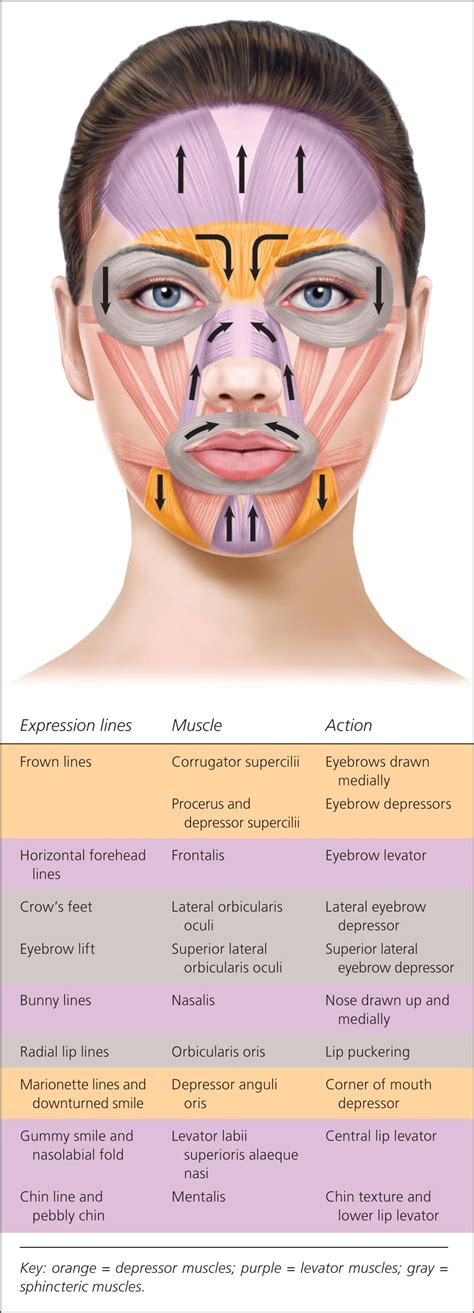 Pin on Facial Anatomy