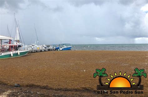 Unexpected influx of Sargassum invades San Pedro beaches - The San Pedro Sun