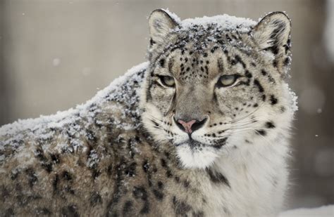 snow, Leopard, Wild, Cat, Muzzle Wallpapers HD / Desktop and Mobile ...