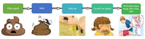 Hướng dẫn cách vẽ sơ đồ con đường truyền bệnh kiết lỵ đơn giản nhất