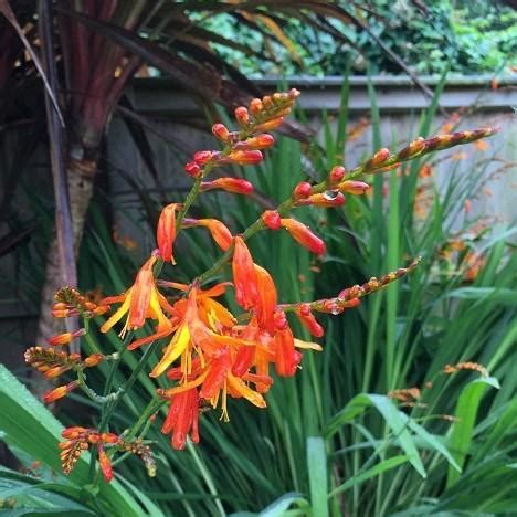 Crocosmia, Montbretia in GardenTags plant encyclopedia