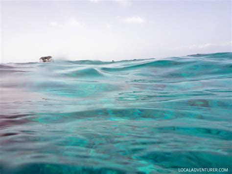 Turks and Caicos Snorkeling Safari - Local Adventurer