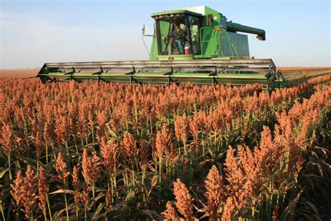 Harvesting Quality Grain Sorghum - Sorghum Checkoff