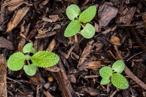 Image of Sage seedlings in home garden - Austockphoto