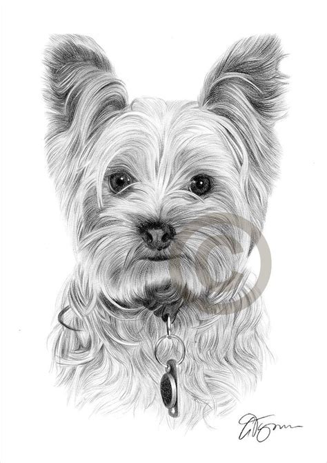 YORKSHIRE TERRIER art print A4 / A3 sizes pencil drawing artwork Yorkie ...