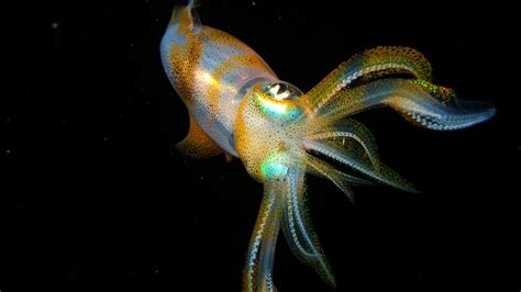 Squid HD Wallpapers - Top Free Squid HD Backgrounds - WallpaperAccess