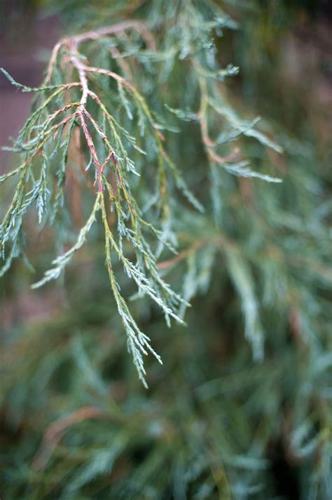 JUNIPER ROCKY MOUNTAIN For Sale in Boulder Colorado