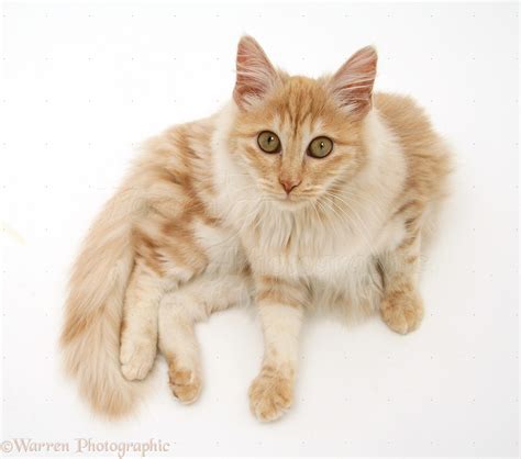 Red silver Turkish Angora cat, lying and looking up photo WP38724