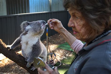 Pictures document efforts to bring back Australia's endangered koalas from the brink of ...