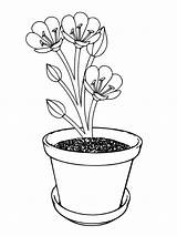 Crocus Flower Coloring Pages Drawing Template Flowers Bulb Printable  sketch template