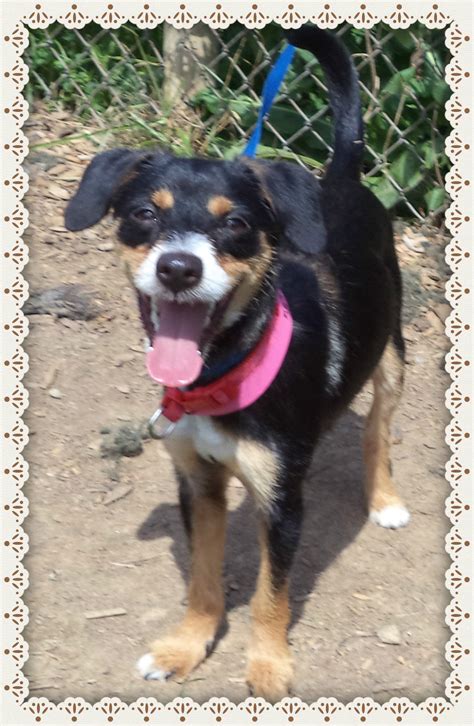 Adoptable Animals at Cobb County Animal Shelter | East Cobb, GA Patch