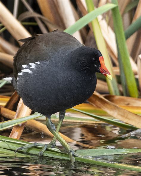 Gallinule, got to love those feet! | Focal World