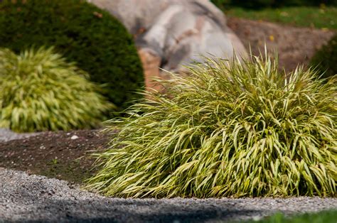 Golden Japanese Forest Grass Care and Growing Guide